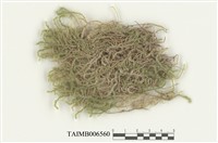 藏品(擬垂枝苔屬)的圖片
